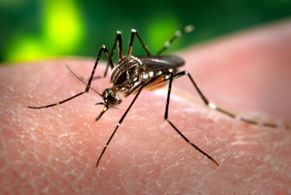 This Won’t Fit in Your Suitcase: Zika Virus & Spring Break Travels