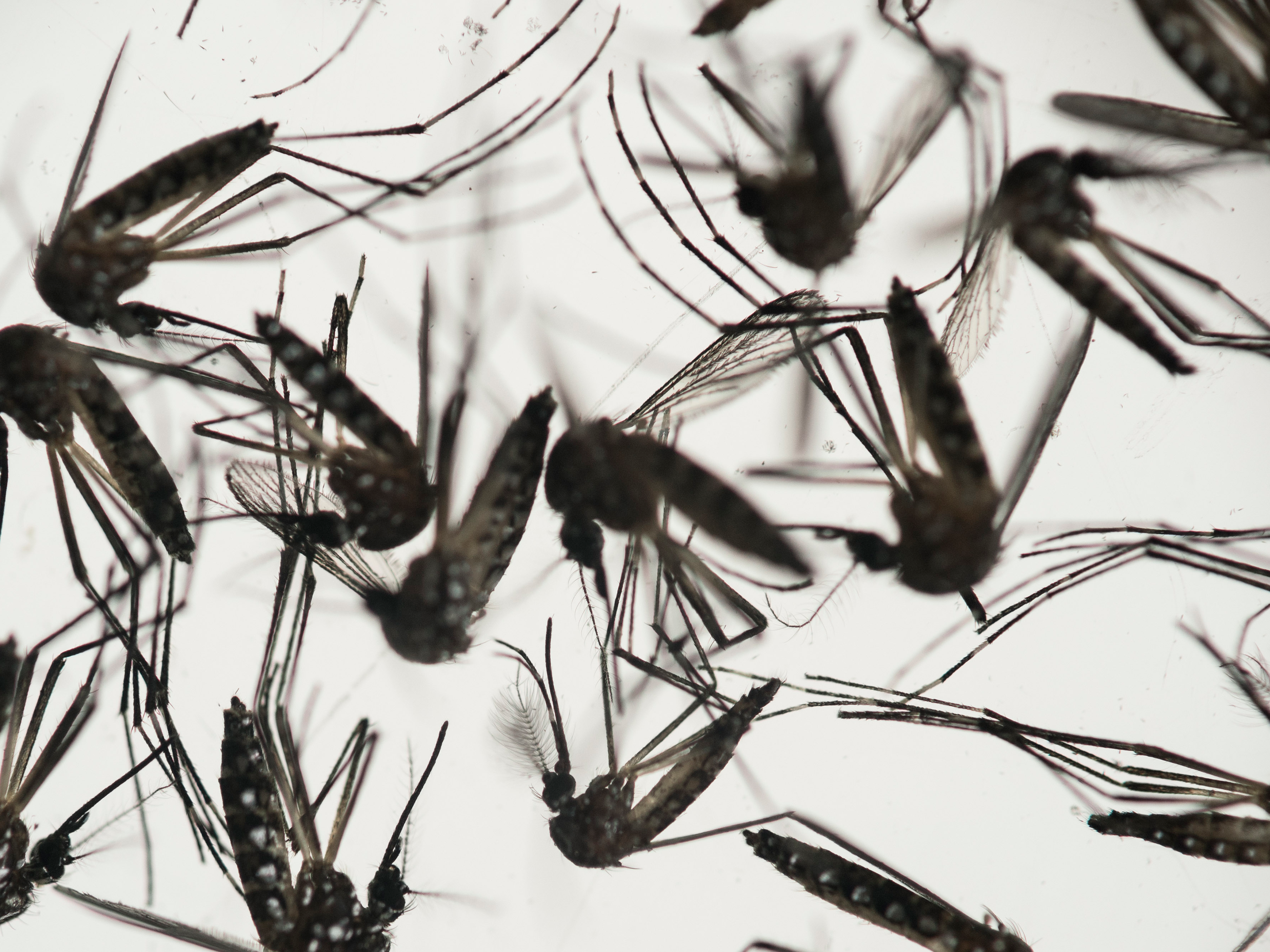 The Possibility of a Zika Invasion in the U.S.
