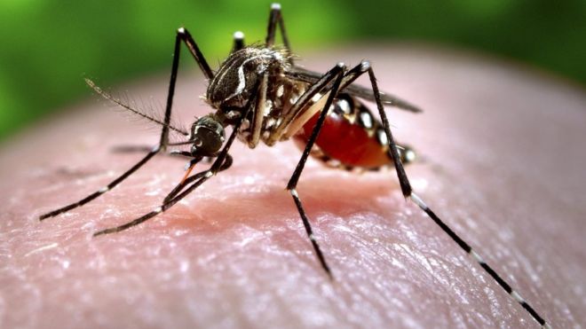 Zika Virus: From Past to Present