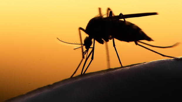 Current Status of Zika: Human Trials and DNA Vaccines
