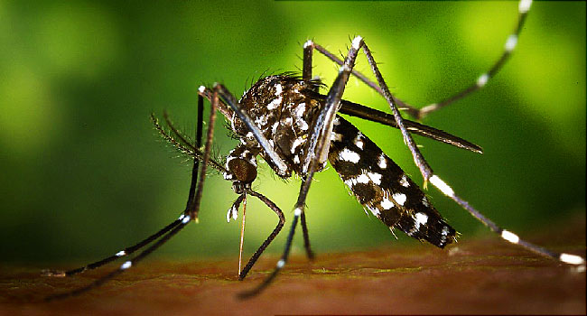 Our Unexpected Ally in the Fight against Zika: Mosquitoes