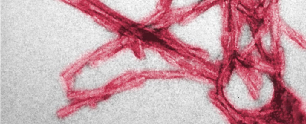 Blood-based prion detection: a breakthrough?