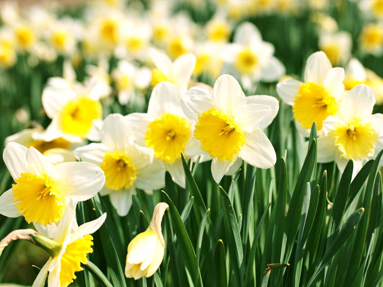 Are Daffodils the key to beating cancer?